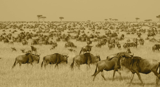 Tanzania