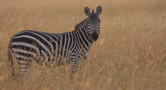 Tanzania