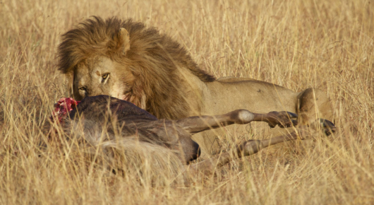 Tanzania