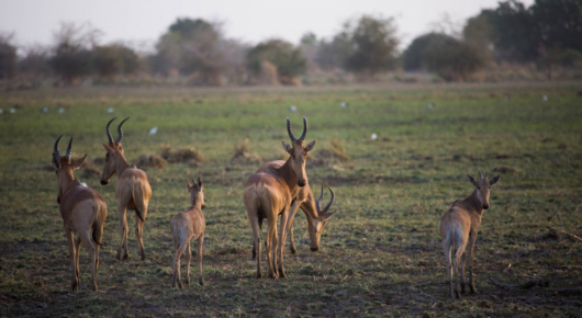 Zakouma, Chad