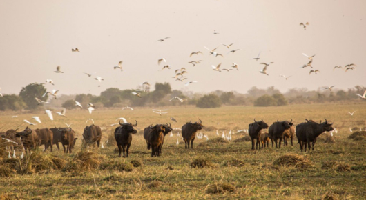 Zakouma, Chad