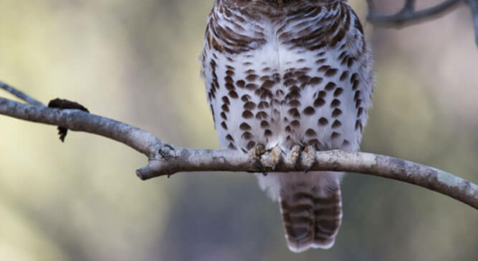 A barred owlet