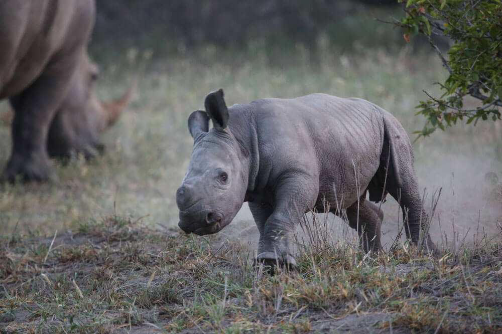 A charging white rhino calf
