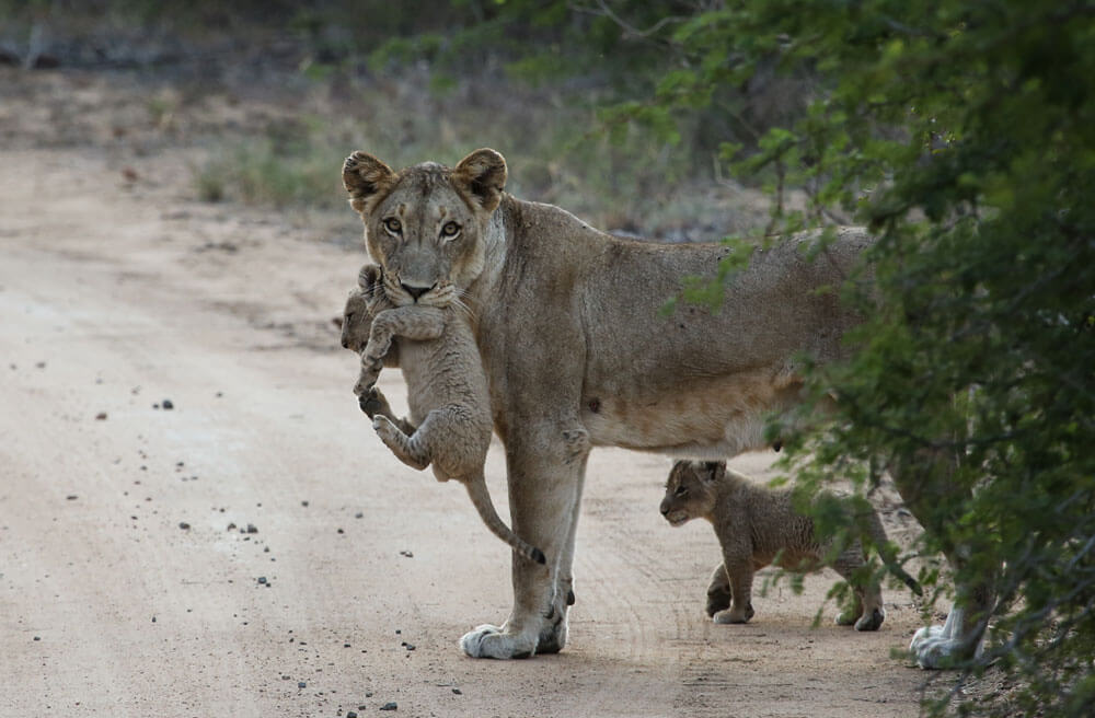 A lioness moves her cubs to a new den