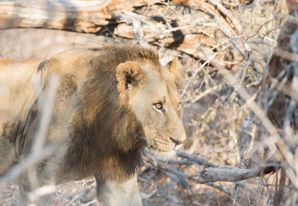 A young Kruger male lion