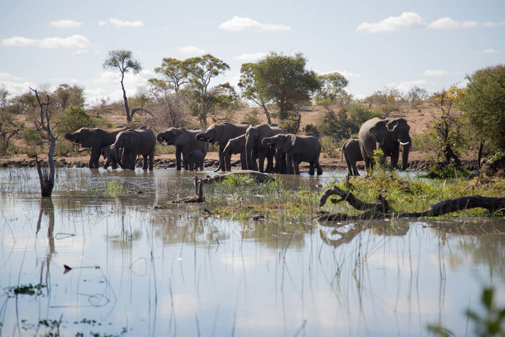 Elephants drinking at a waterhole in the Timbavati