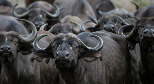 Getting eye-balled by a herd of buffalo