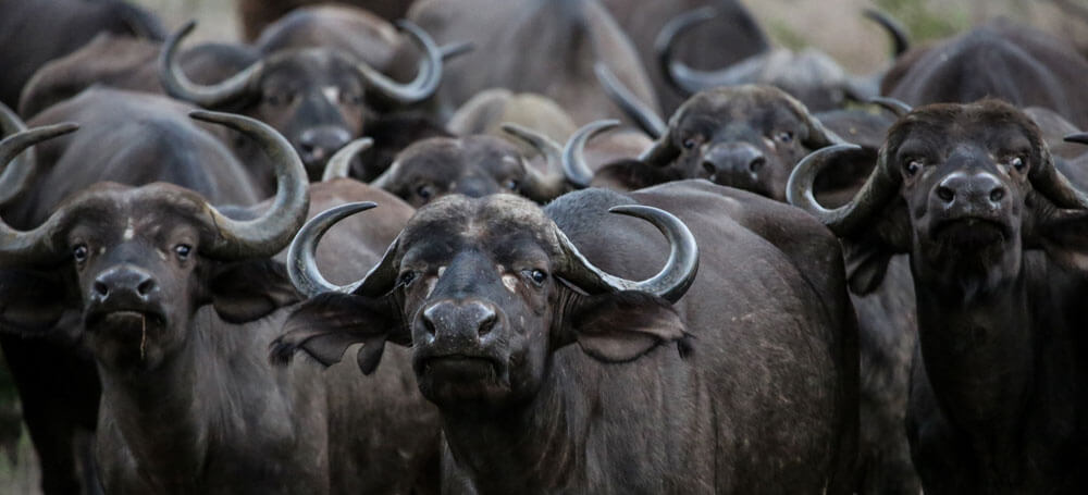 Getting eye-balled by a herd of buffalo
