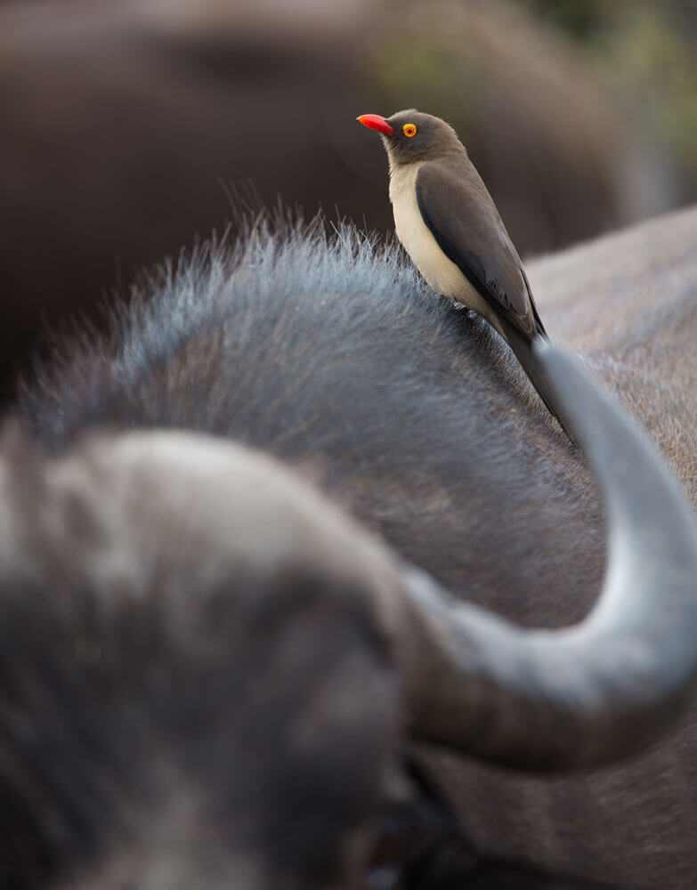 Red billed oxpecker on a buffalo