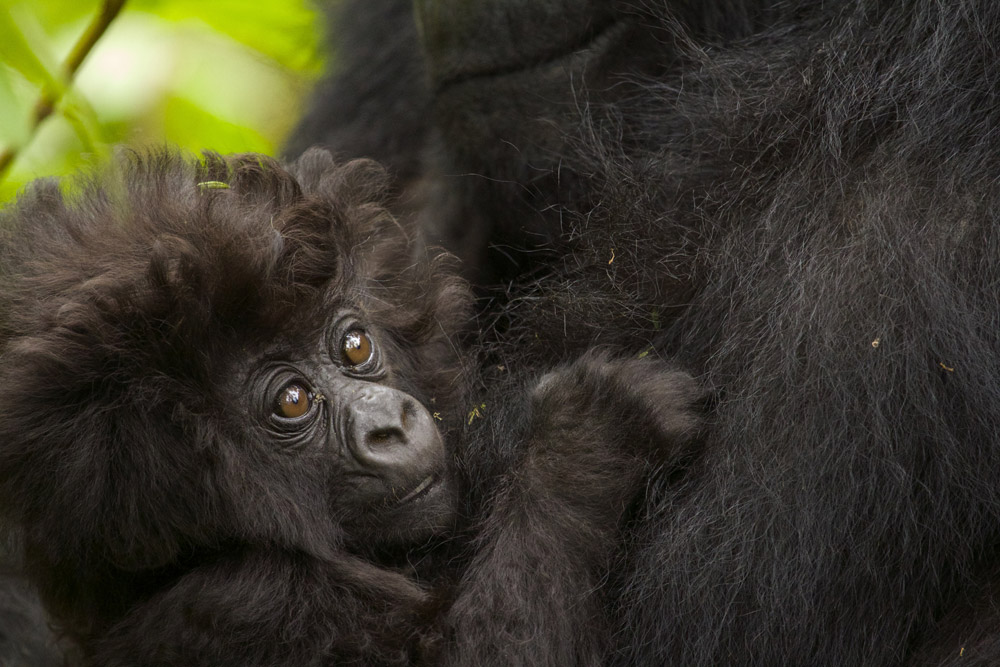A baby gorilla clings to its mother