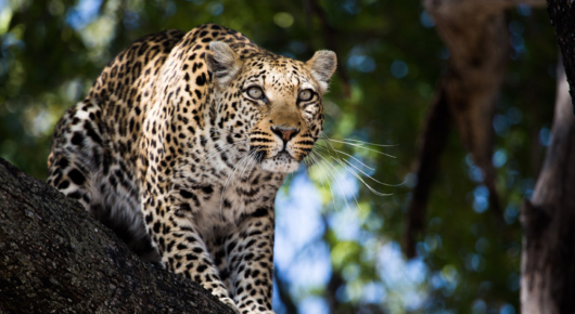 A female leopard on the Selinda concession - Botswana