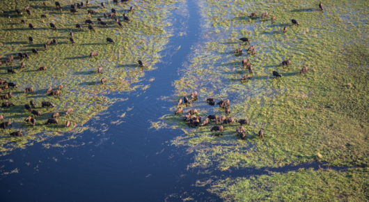A herd of buffalo feeding in the swamp shallows
