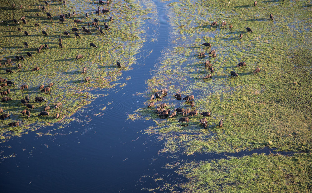 A herd of buffalo feeding in the swamp shallows