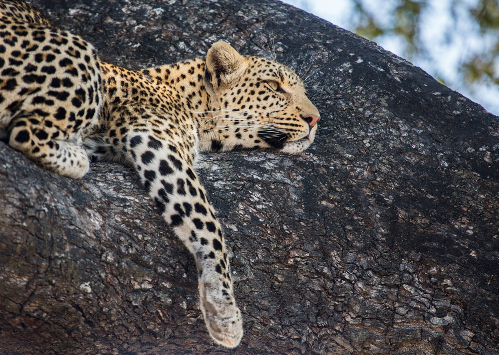 A leopard rests in a Jackalberry tree