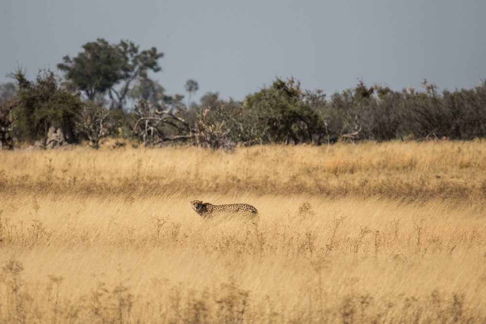 A rare sighting of a cheetah on Chiefs Island
