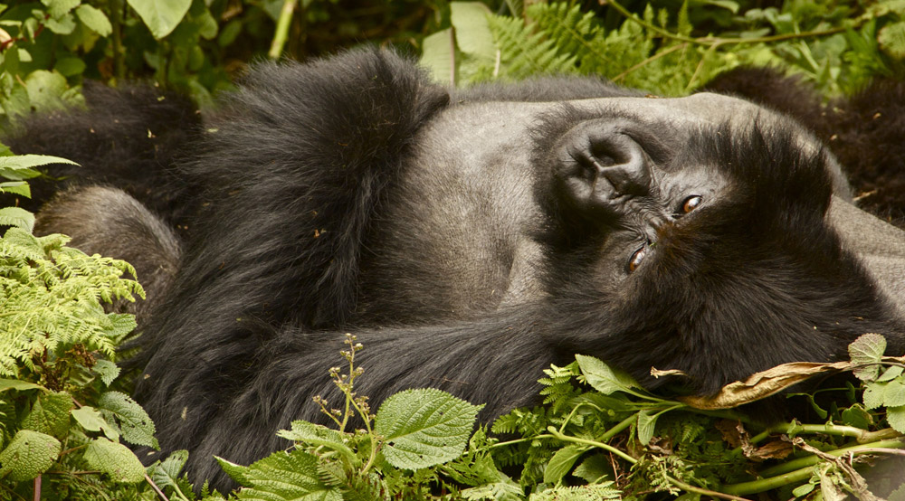 A silverback at rest