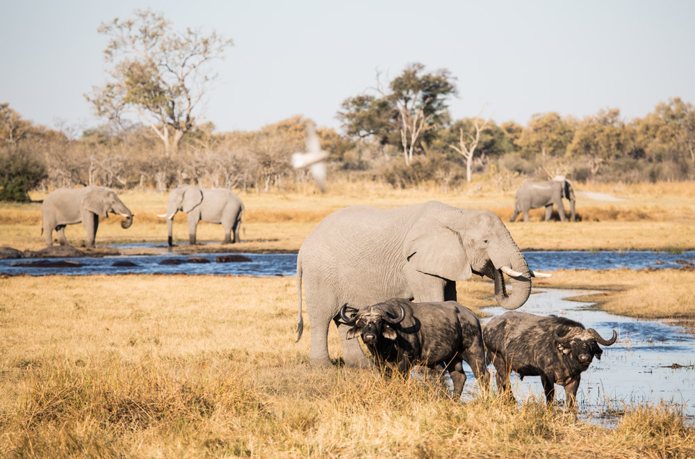 Buffalo and elephants converging at permanent water in the heat of the day