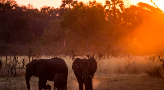 Elephants at dusk