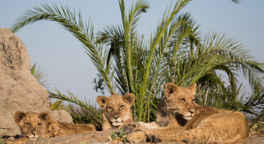 Lion cubs await the pride adults from the comfort of a termite mound