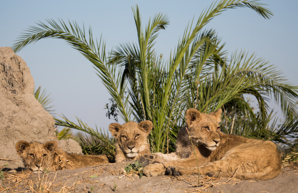 Lion cubs await the pride adults from the comfort of a termite mound