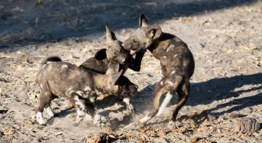 Playing African wild dog pups