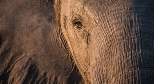 Soft, afternoon light on a confiding elephant