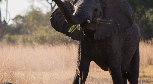 The Okavango Delta has a large elephant population