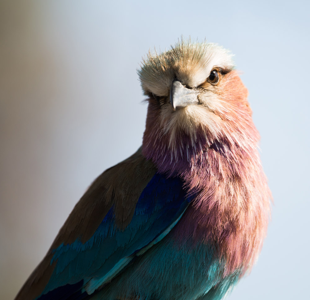 What colour! A lilac breasted roller