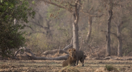 2 male lions – as seen during a walk