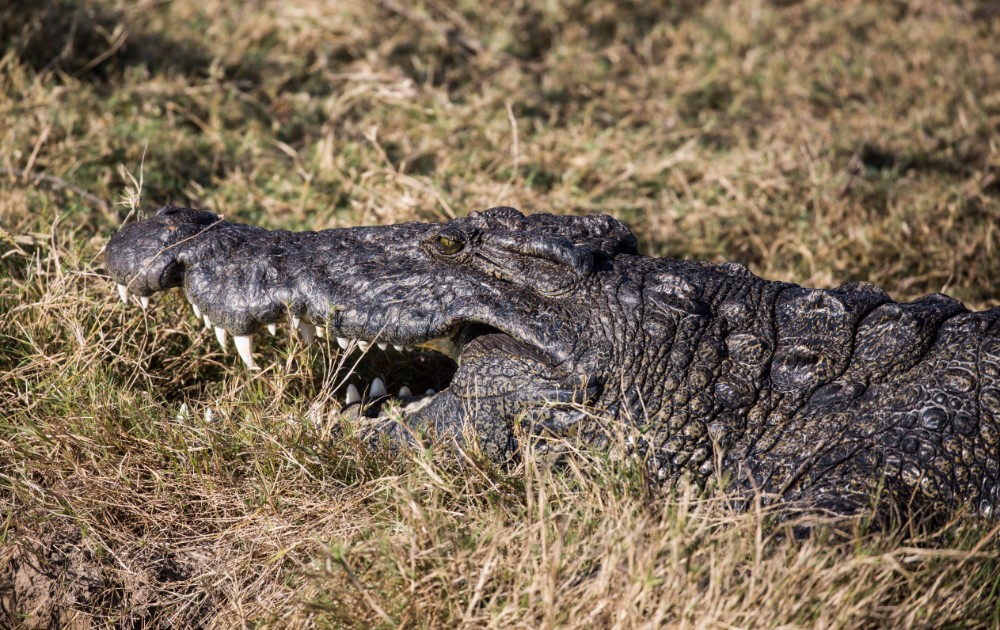 A crocodile warms up in the winter sun