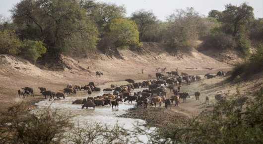 A herd of multicoloured Central African savannah buffalo on the Salamat river