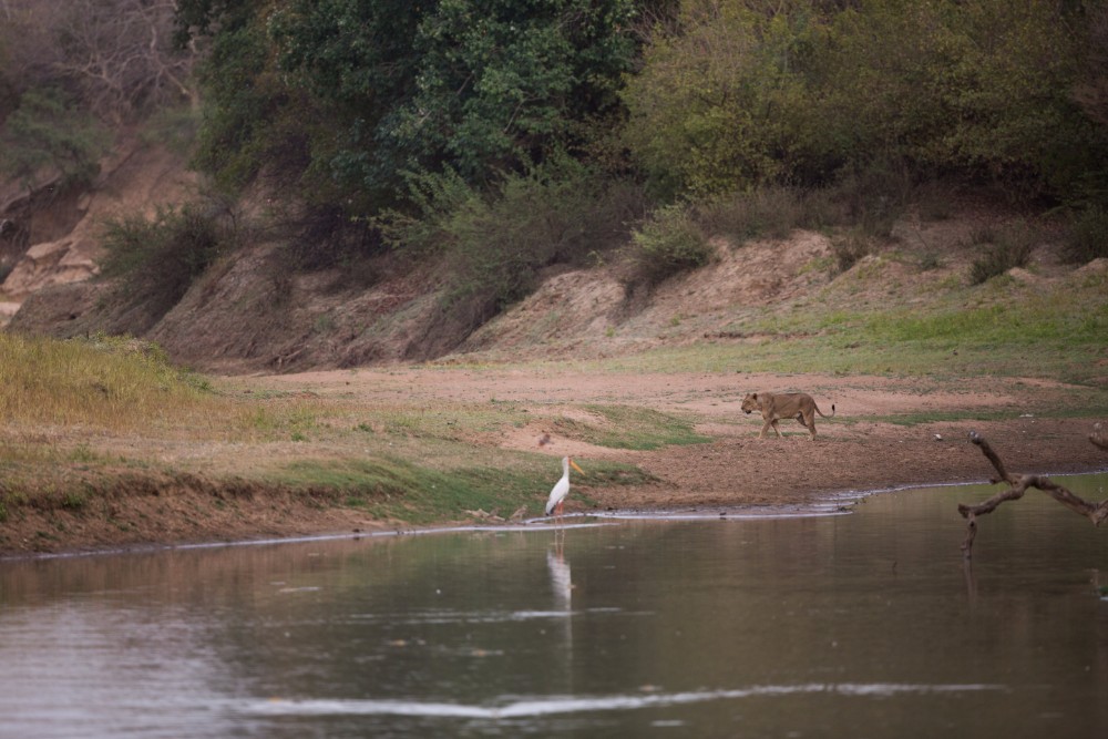 A lioness drifted past us as we sat observing a Northern caramine bee eater colony on the Salamat river