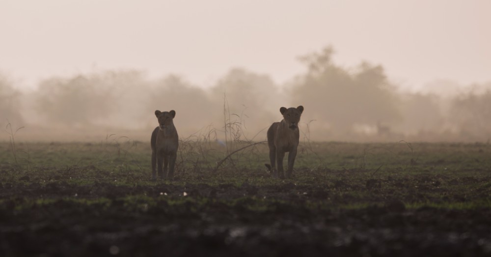 A pair of lionesses approached us carefully as we sat on the edge of Regueik pan