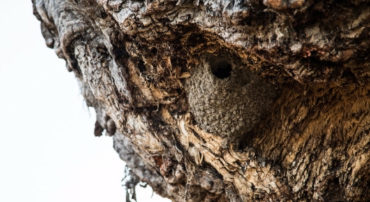 A swallows nest on a baobab tree – discovered whilst walking the island behind our camp