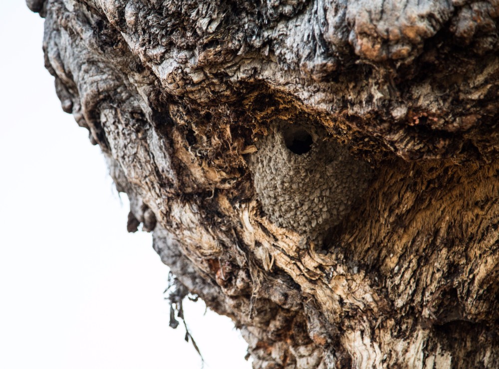 A swallows nest on a baobab tree – discovered whilst walking the island behind our camp