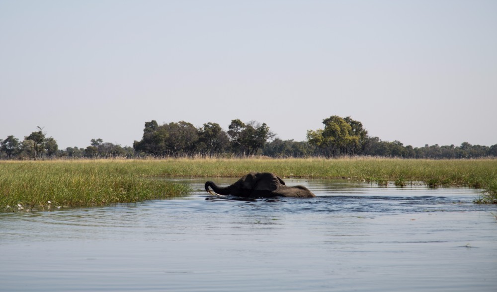 An elephant crosses the channel in front of our boat