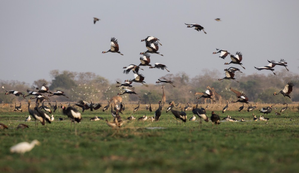 Black crowned cranes on landing
