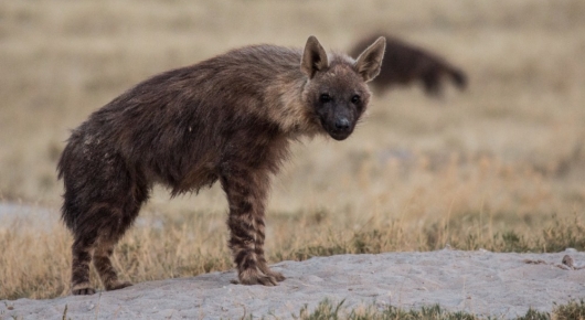 Brown hyena den near Jacks Camp