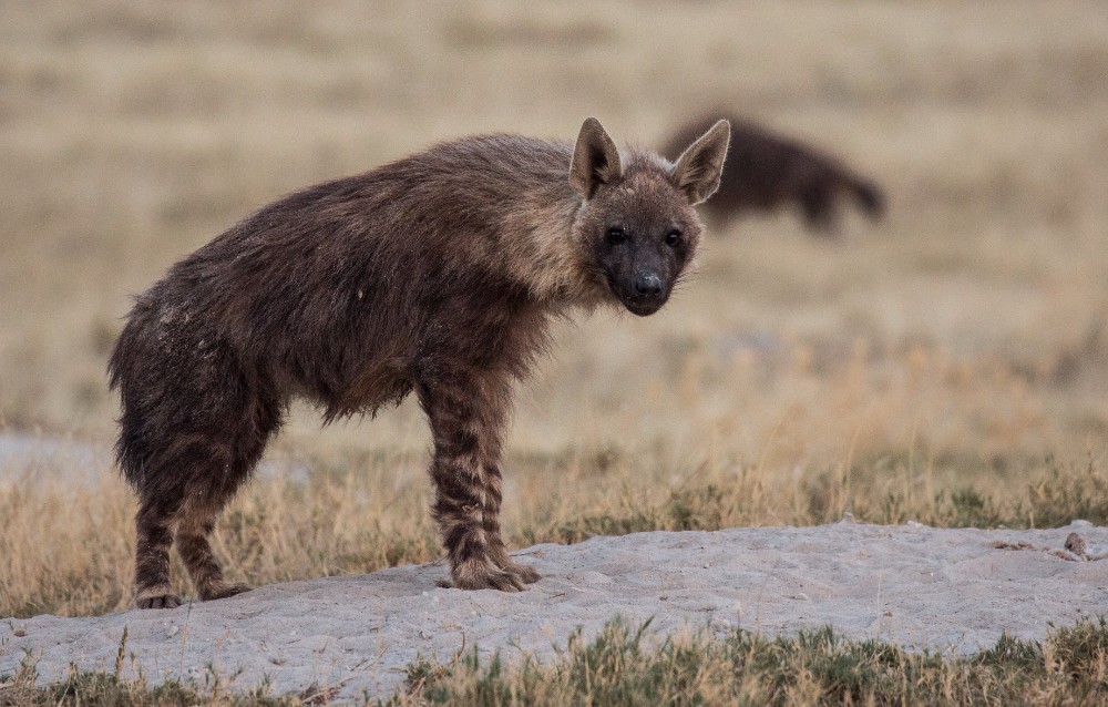 Brown hyena den near Jacks Camp