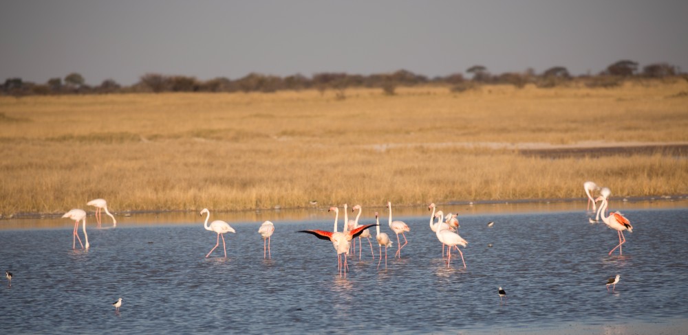 Flamingoes making the most of a wet season