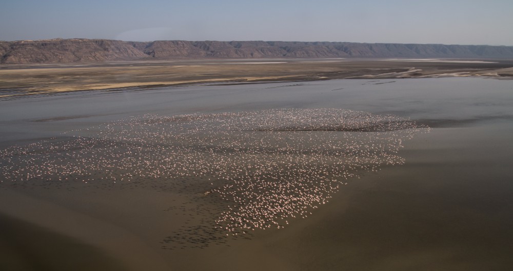 Lesser Flamingoes – Lake Natron
