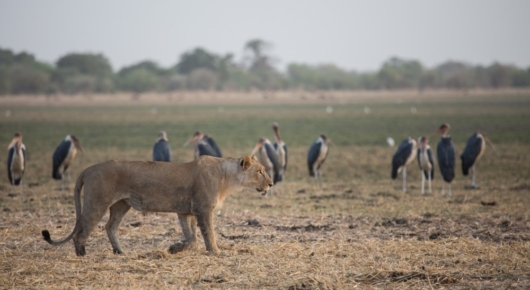 Marabou stalks on standby as a lioness hunts in front of Camp Nomade