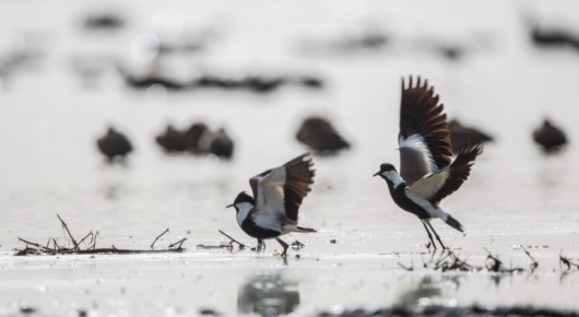 Spur-winged Lapwings