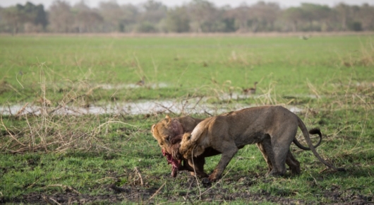 Sub-adult lions fight over their Lelwel’s hartebeest kill
