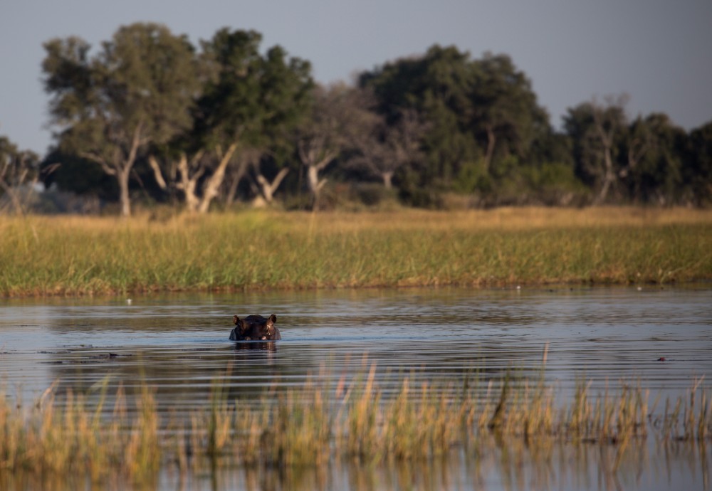 The architects of the Okavango