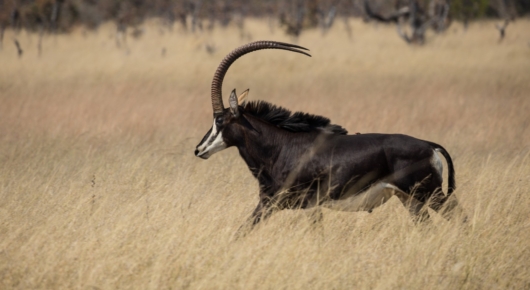 Sable Antelope Hwange