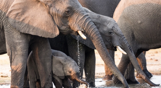Elephant drinking Hwange