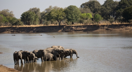 Elephants drinking