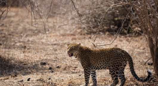 Luangwa Leopard