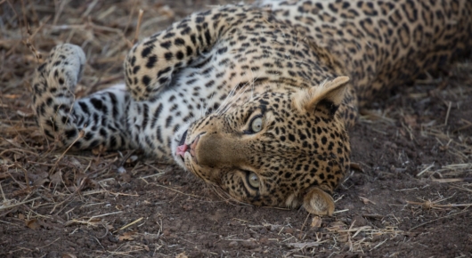 Luangwa leopard lounging